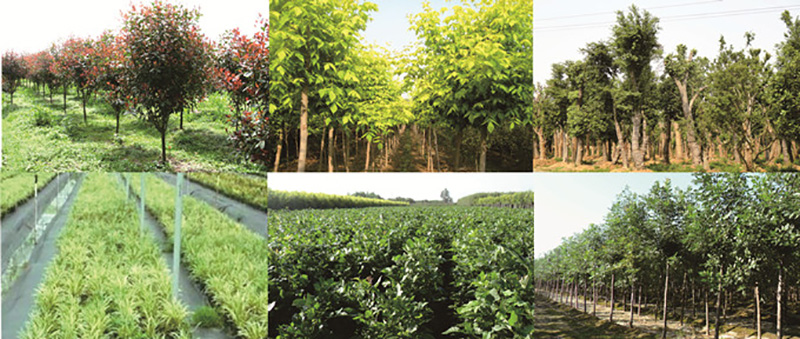 中綠苗圃介紹 中綠苗圃介紹